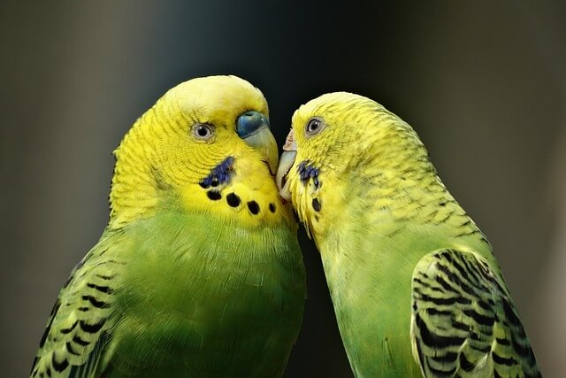 Love birds parrot