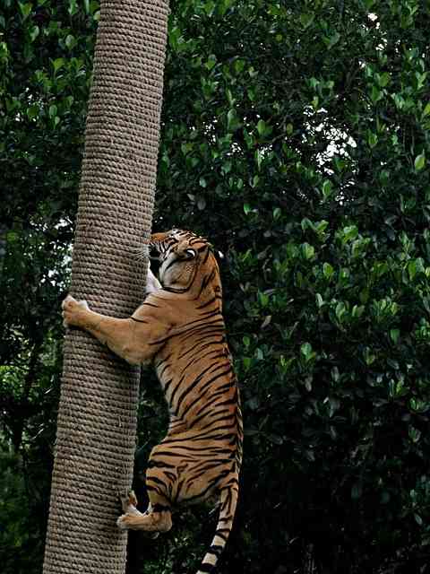 Tiger Climbing